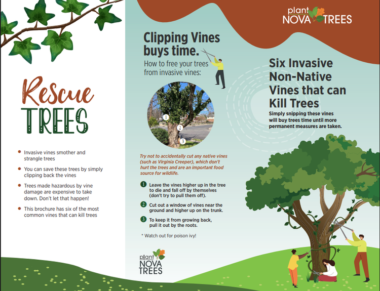 English Rescue Trees Brochure