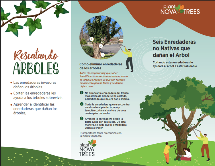 Spanish Rescue Trees Brochure